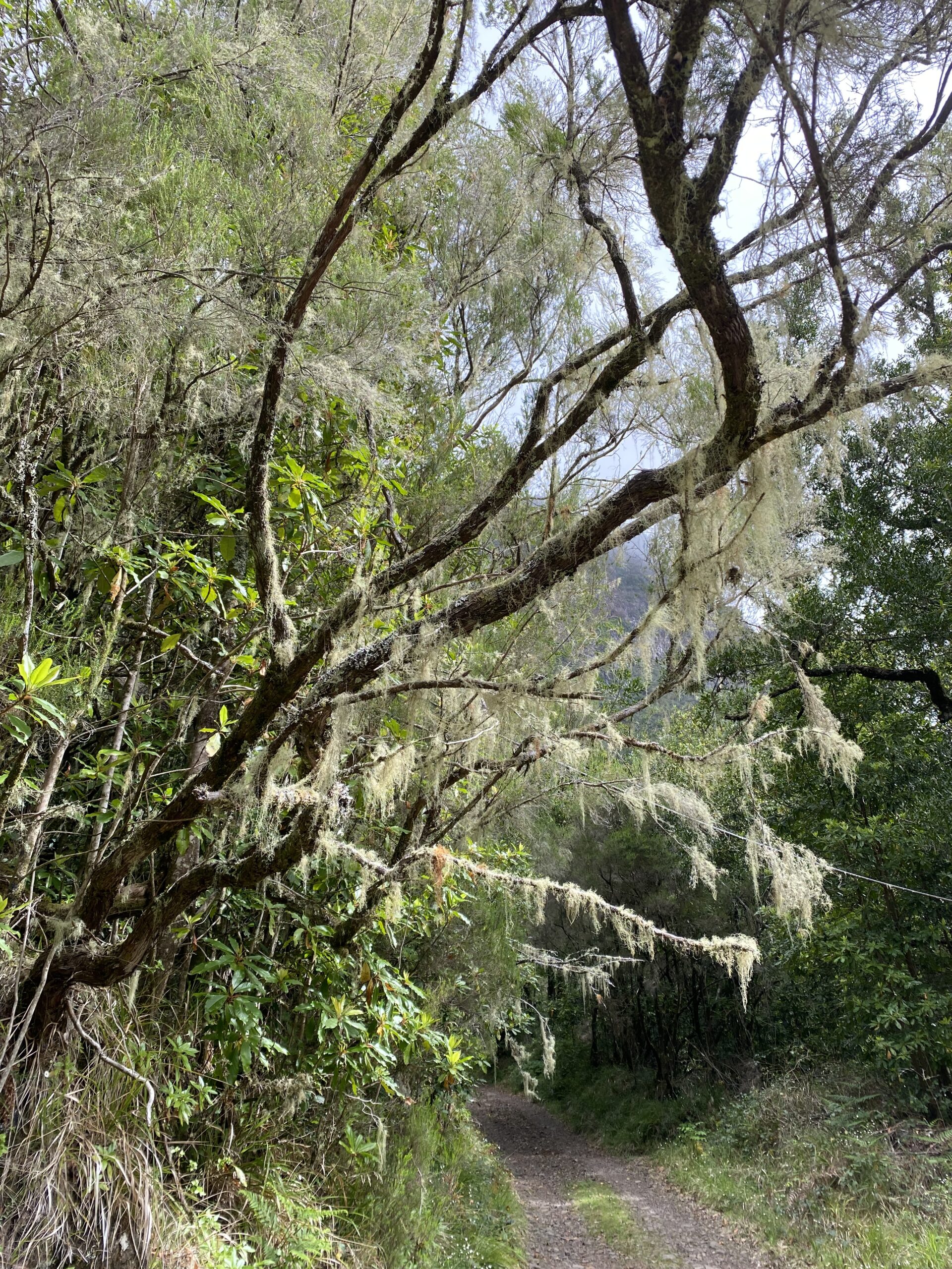 Lichen clinging on deep in the ancient Laurisilva forest