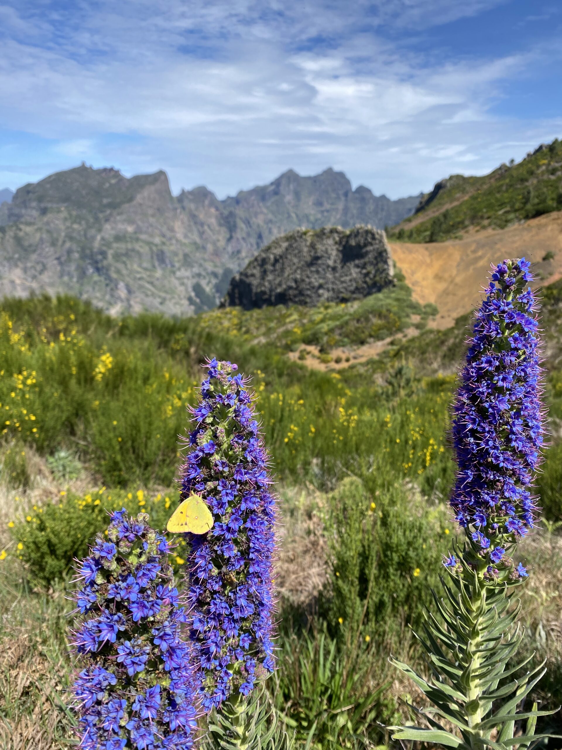 Echium candicans, also known as Pride of Madeira