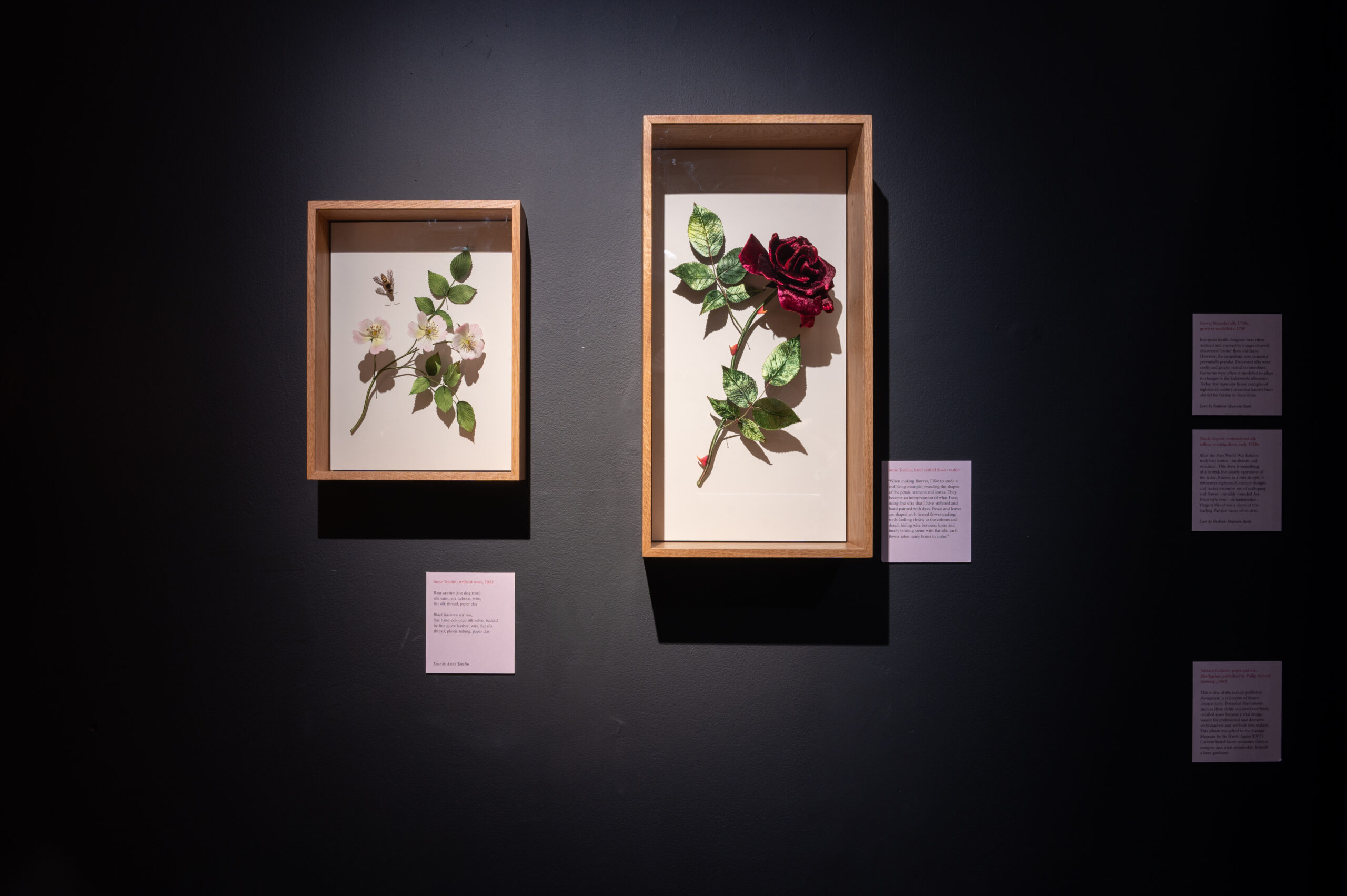 Anne Tomlin: Roses of velvet and silk - Garden Museum