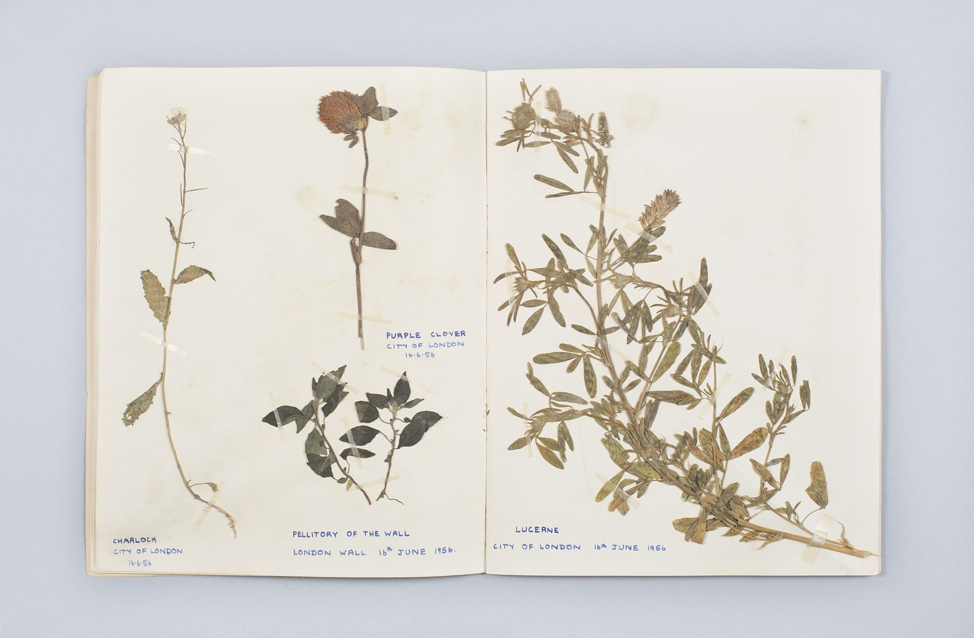 Scrapbook of pressed flowers - Garden Museum