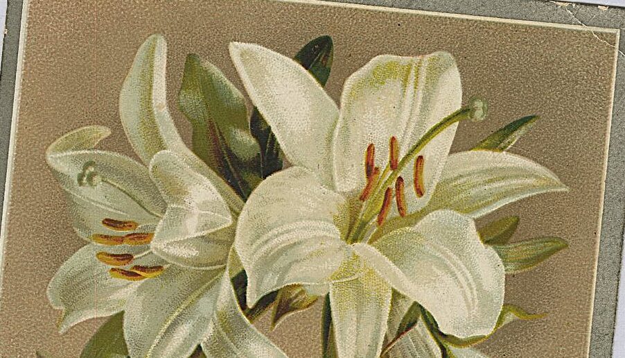 The front of a Victorian Christmas card with an image of two white lily flowers on a light brown background. There is a poem which reads 'Gifts rare, gifts fair, may Christmas bear!'