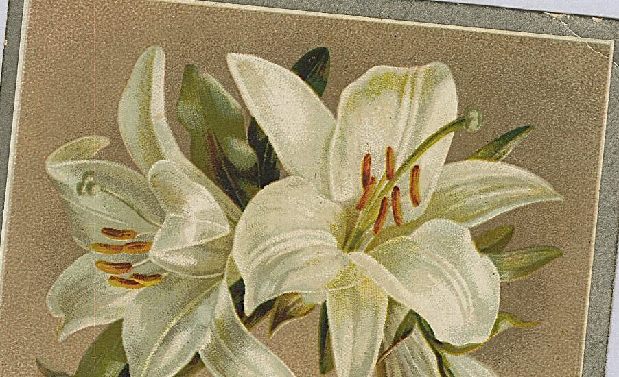 The front of a Victorian Christmas card with an image of two white lily flowers on a light brown background. There is a poem which reads 'Gifts rare, gifts fair, may Christmas bear!'