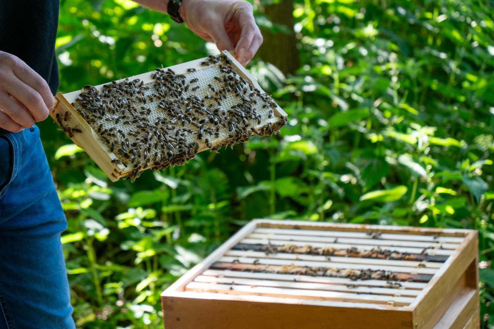 Beekeeping Behind the Scenes